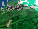 【随种随吃】调料菜种子组合春季四季易种耐热阳台盆栽通种蔬菜 小叶香菜种子1包约1000粒 一包约1000粒 实拍图