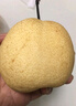 陕西酥梨当季新鲜梨子水果现货新鲜时令应季水果整箱 带箱9-10斤精选装【脆甜多汁】净重8.5斤 新鲜 实拍图