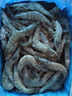 百年渔港海捕对虾超大盐冻只只分离白虾  30-40规格 净虾重4斤 60-80只 实拍图