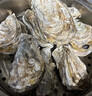 乳山牡蛎 鲜活乳山生蚝5XL 净重5斤 9-10只 生鲜海鲜 源头直发 烧烤食材 实拍图