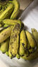广东高山香蕉当季新鲜生鲜水果薄皮青蕉现摘现发水果源头产地直发 【5斤装】广东高山甜香蕉 实拍图