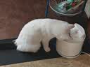 SMARTTAIL猫咪智能恒温加热陶瓷无线饮水机续航感应饮水器宠物饮水机 实拍图