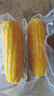 【东东农场专供】正宗头茬东北新鲜糯玉米软糯拉丝真空包装早餐 黄糯玉米2支*180g+ 实拍图