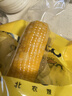 东北农嫂糯玉米段多色可选软糯香吉林原产粘玉米真空低脂饱腹粗粮代餐 【爆款推荐】黄糯玉米穗1.25kg 约6根 实拍图