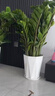 叹为观止大型植物发财树各种大颗盆栽开业乔迁客厅办公室内好养大型花卉 金钱树【80厘米-1米】 含盆 实拍图