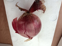京鲜生河南紫皮洋葱带皮 净重5斤 单果250g+ 新鲜蔬菜源头直发 实拍图