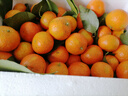 京地达广东砂糖橘新鲜水果净重5斤中小果35-45mm源头直发包邮 实拍图