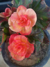 丽格海棠重瓣大花盆栽红玫瑰室内客厅阳台四季开净化空气好养花卉 红边黄心 丽格海棠带花苞 不含盆 实拍图