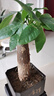 【带盆高度约15-25cm】发财树盆栽室内植物客厅办公室吸甲醛好养 单杆发财树+塑料四方舍得盆+小方底座 花盆直径约8cm 实拍图