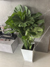 叹为观止大型植物发财树各种大颗盆栽开业乔迁客厅办公室内好养大型花卉 龟背竹【1-1.2米】 含盆 实拍图