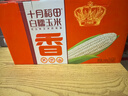 十月稻田 白甜糯玉米 8根 4.16斤 东北鲜黏玉米棒 低脂早餐苞米 杂粮礼盒  实拍图