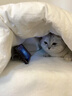 涴喵 纯种宠物猫咪活体金银渐层幼猫全程辅助养猫签订合同双重保障 宠物级 银渐层猫 实拍图