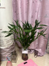 【富贵竹】水培节节高室内绿植客厅招财植物鲜花卉好养常绿七夕 绿色水培富贵竹60cm10枝 实拍图