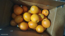 京觅 江西赣南脐橙8斤净重橙子单果150g起纽荷尔甜橙新鲜水果源头直发 实拍图