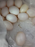 趣尝鲜富硒鸽子蛋 18枚 净重360g杂粮喂养新鲜鸽蛋年货节孕妇宝宝礼盒 实拍图