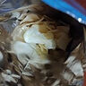 乐事（Lay's）薯片 金黄炒蟹味135克 休闲零食 膨化食品 实拍图