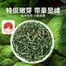 贡苑绿茶信阳毛尖特级250g 2025新茶正宗明前春茶嫩芽茶叶自己喝送礼 实拍图