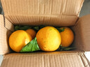 壹棵弘芯正宗现摘爆甜柑橘子新鲜水果当季酸甜口湖北椪柑橘子生鲜整箱 净重3斤尝鲜装【甜蜜有籽】单果约50mm+ 实拍图
