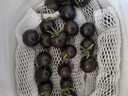 京鲜生 山东寿光黑珍珠小番茄净重2.8斤装 新鲜蔬菜紫色圣女果 源头直发 实拍图