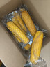 京鲜生 东北黄玉米净重3.6斤 8根*220g+ 真空包装加热即食 源头直发 实拍图