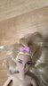 芭比（Barbie）女孩儿童娃娃玩具生日礼物-芭比绒绒好时光系列之活力贵宾犬JFP36 实拍图