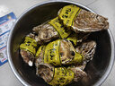 鲜京采 鲜活生蚝4XL 净重5斤 10-13只 鲜活到家 生鲜海鲜 源头直发 实拍图