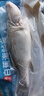 仙泉湖冷冻白蕉海鲈鱼2斤 肉厚刺少生鲜水产食材1斤*2条 生鲜年货食材 实拍图