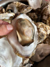 蜀皇乳山生蚝鲜活特大牡蛎海鲜5斤净重XL(28-38个)源头直发包 邮 实拍图
