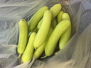 京鲜生山东奶油黄瓜净重1.8斤单果50g+ 小青瓜新鲜蔬菜源头直发 实拍图