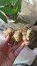 农多鲜 云南小黄姜 新鲜蔬菜现挖现发调味料火锅食材 产地直供 精选小黄姜3斤 云南小黄姜 实拍图