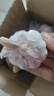 新鲜干蒜即食水果大蒜蔬菜小龙虾生蚝调料蒜 新鲜干蒜250g 实拍图