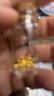 洲足金999金珠黄金小金珠金豆古法金珠DIY配件散珠隔珠路路通转运珠 3mm金珠  合单满 0.16g 包邮 单颗约0.02g 实拍图