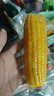 【东东农场专供】正宗头茬东北新鲜糯玉米软糯拉丝真空包装早餐 黄糯玉米2支*180g+ 实拍图