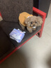 嬉皮狗狗狗尿不湿公狗纸尿裤超薄狗狗生理裤小型犬泰迪柯基金毛中大型犬 女宝XS（建议体重2-4斤） 实拍图
