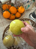 隰县玉露香梨 【顺丰现货】整箱香梨当季水果山西隰县小西天特产 孕妇水果送礼 9粒中果（净重约4.5斤）75+mm 实拍图