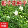 【亏本冲量】栀子花种子春秋播种易活开花植物盆栽室内室外花卉 栀子花种子 3包约300粒 实拍图