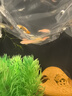 疯狂水草孔雀鱼活体水族宠物观赏鱼冷水耐活小型热带鱼淡水鱼苗 【3CM左右】精品孔雀鱼A 共8条 实拍图