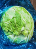 高原夏菜新鲜包菜卷心菜绿甘南菜甘蓝圆白菜时令蔬菜健康营养早餐 1.5斤-2斤高端标准菜 实拍图