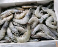 卖鱼郎先生青岛盐冻大虾净重3.6斤 20-25只/斤 白虾基围虾生鲜 虾类 实拍图