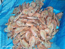 美加佳头籽熟冻北极甜虾净重3斤 规格80/100 头籽率50% 熟冻 年货送礼 实拍图