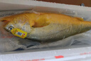 黄小渔【深海野化】宁德大黄鱼海鲜礼盒2斤/条 黄花鱼年货送礼源头直发  实拍图