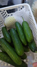 京鲜生 山东荷兰水果黄瓜 净4.5斤 单果70g+ 健康轻食早餐蔬菜 源头直发 实拍图