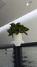 双盟绿萝盆栽除甲醛花卉绿植办公室新房净化空气110竖纹盆8盆源头直发 实拍图