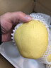 京觅河北赵县特产赵州雪花梨单果300g起8斤装冰糖雪梨源头直发 实拍图