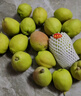 京鲜生 新疆库尔勒香梨 净重10斤 特级 单果120g以上 生鲜水果 实拍图