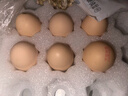 天珍牧场NSF无抗生素谷物鲜鸡蛋30枚3斤安全无激素节日礼盒 早餐食材 实拍图