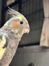 豪蚨鹦鹉雏半毛活体宠物观赏玄凤雏鸟牡丹小太阳活物亲人上手幼鸟豪蚨 原始灰玄凤半毛雏鸟1只 实拍图
