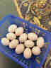 趣尝鲜富硒鸽子蛋 18枚 净重360g杂粮喂养新鲜鸽蛋年货节孕妇宝宝礼盒 实拍图