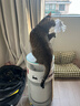 霍尼韦尔（Honeywell）宠物空气净化器吸猫毛除过敏源猫猫搭子 猫毛净化器杀菌消毒除异味KJ360F-C22W 实拍图