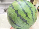 京鲜生 麒麟无籽西瓜 1粒装 净重7-9斤 生鲜水果 实拍图